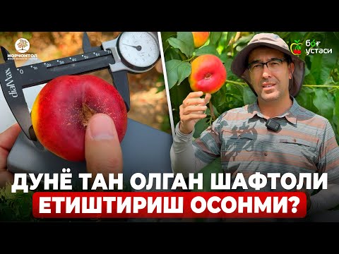 Видео: СИФАТЛИ ШАФТОЛИ ҚАНДАЙ БЎЛИШИ КЕРАК ? КАЛИБРИ, ҚАТИҚЛИГИ ВА ШАКАР ДАРАЖАСИНИ ЎЛЧАЙМИЗ! | ШУҲРАТ.А
