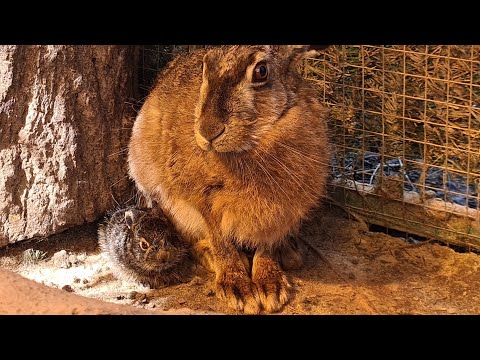 Видео: Табрис родила лютозайцев! Два ушастых злодея