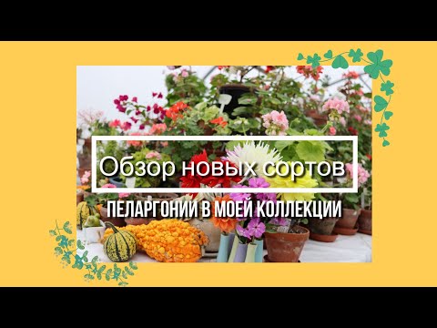 Видео: Обзор новых сортов пеларгоний в моей коллекции '21