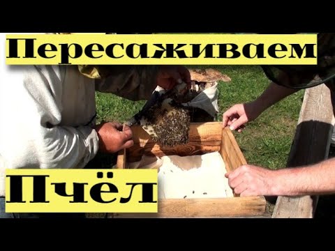 Видео: Пересаживаем пчёл из ловушки #29