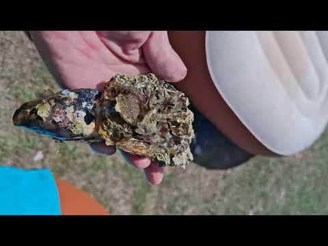 Видео: Современные деликатесы. Мидия и устрица. Никчёмная вещь.