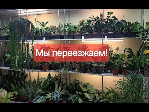 Видео: Новости! Обзор наличия на стелажах. видео от 10июля 2024г