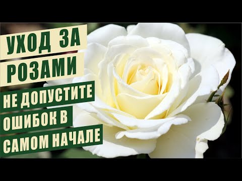 Видео: УХОД ЗА РОЗАМИ. НЕ ДОПУСТИТЕ ОШИБОК В САМОМ НАЧАЛЕ