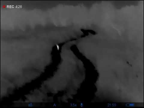 Видео: Караулим матёрого. Ночь была веселой, хищник был активен.