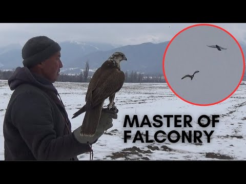 Видео: Falconry | Ителги салуу 🔥