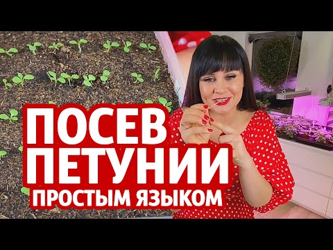 Видео: Посев петунии простым языком