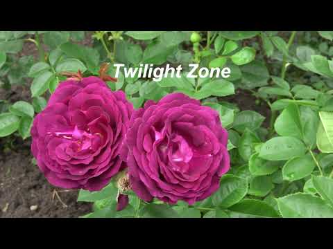 Видео: Секреты летней обрезки роз