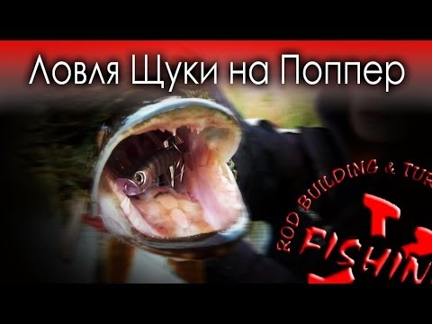 Видео: Ловля Щуки летом на Поппер.