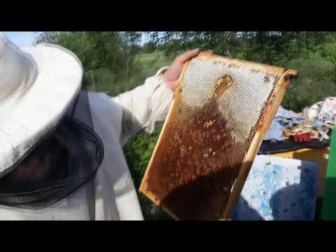 Видео: Откачка меда