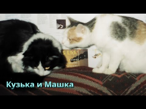 Видео: Архив 03.05.2005. Котики. Кузька и Машка