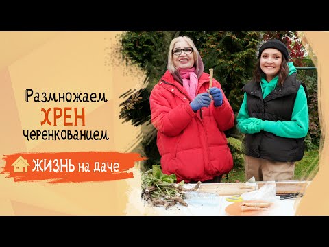 Видео: Заготавливаем черенки хрена для высадки весной!