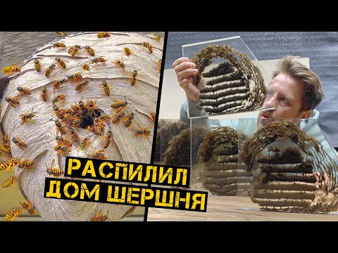 Видео: Гнездо Шершня изнутри. Как они это делают?!!