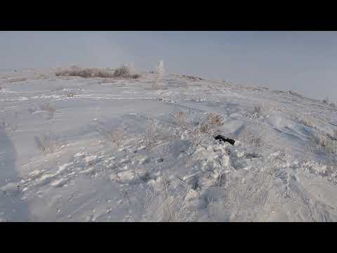 Видео: Охота на зайца. О том как один заяц другого выдал)).