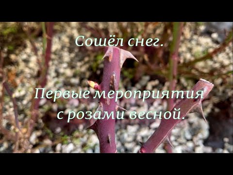 Видео: Сошёл снег. Первые мероприятия с розами весной. Питомник растений Е. Иващенко