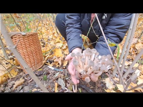 Видео: УРА...НАКОНЕЦ ТО ОПЯТА ПОШЛИ...ПРОГУЛКА ПО ЛЕСУ