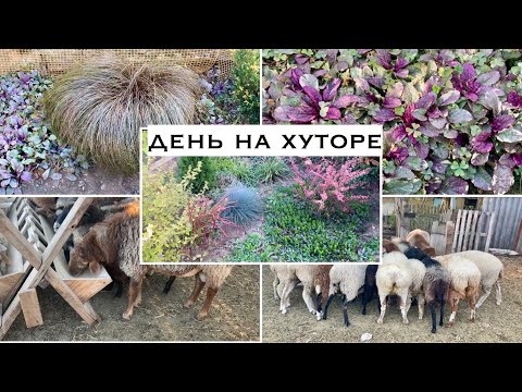 Видео: Адыгея/День на хуторе/Осенние заботы/Растишки и животные/