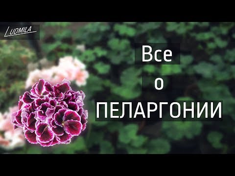 Видео: ОТВЕТЫ НА ЧАСТО ЗАДАВАЕМЫЕ ВОПРОСЫ О ПЕЛАРГОНИИ
