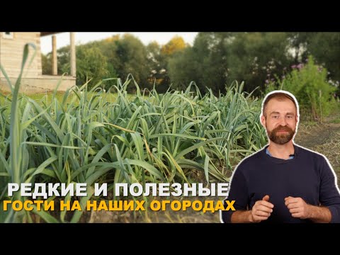 Видео: Ни картошкой единой. Фенхель, спаржа и лук порей в огороде.
