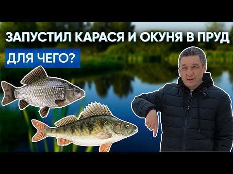 Видео: Запускаю в пруд карася и окуня, а заодно рассказываю об этих рыбах. #пруд #водоём #рыба #зарыбление