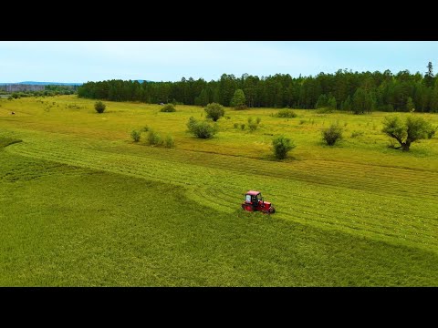 Видео: Очередная авантюра взяли КРС начало истории 2 серия. Приступили сенокосу