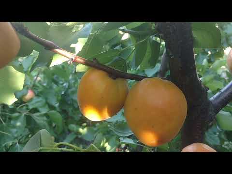 Видео: абрикос Голд Рич /apricot Gold Rich/ Сорт - работяга. Отзыв и видео от питомника Макси Сад