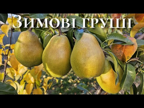 Видео: Груша Марія