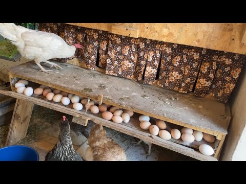 Видео: Содержание и кормление кур несушек влияет на количество яиц