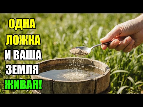 Видео: 1 ложку на ведро воды – и земля как новая