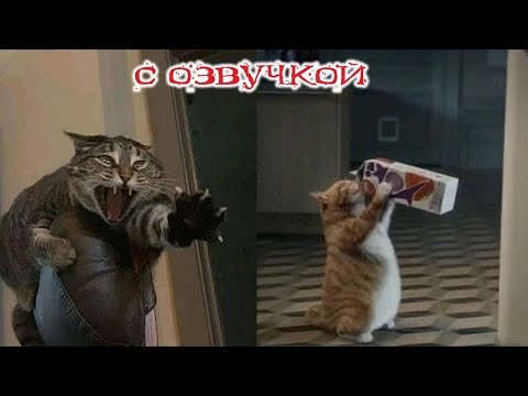 Видео: ПРИКОЛЫ С КОТАМИ! С ОЗВУЧКОЙ! Смешные коты и собаками! Самые СМЕШНЫЕ ЖИВОТНЫЕ!! ДО СЛЁЗ!