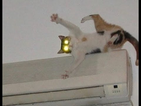 Видео: 😺 Коты против комфорта! 🐈 Видео смешных котов и котят для хорошего настроения! 😻