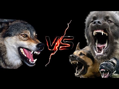 Видео: Чоныг дийлэх 10 үүлдрийн нохой. | Top 10 Dog Breeds that can Defeat Wolves | 늑대를 물리 칠 수있는 10 가지 견종