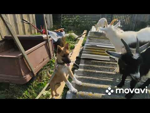 Видео: Стойло для козла. Пора отсаживать от коз.