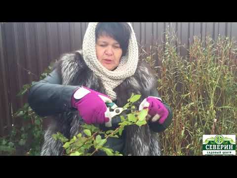 Видео: Обрезка канадской розы