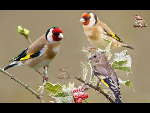 Видео: 5 часов стимуляции | Лучшие мотивационные видео, стимулирует щегол
