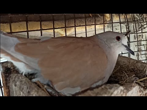 Видео: ГОЛУБИ ГОРЛИЦЫ КАК ЖИВУТ.2.05.2022.