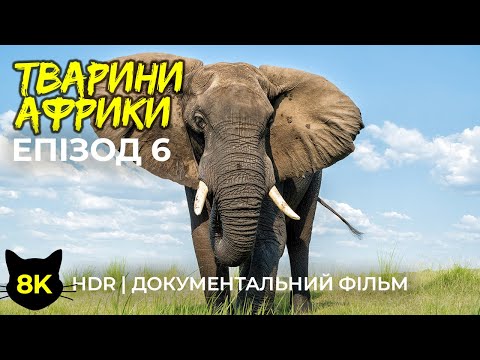 Видео: Дика природа Африки - #6 | 8K HDR Документальний фільм про тварин заповіднику Гондвана