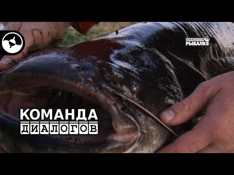 Видео: Сом на квок. Рыбалка на Каме | Новые диалоги