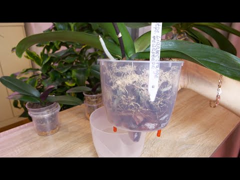 Видео: ПОПЁРЛИ в РОСТ орхидеи. Тургор ЗА 3 ДНЯ. Грунты и ПРАВИЛЬНЫЙ полив./Не помню когда купила ЭТО ЧУДО.