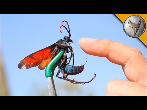 Видео: Най-болезнени ужилвания от насекоми! Ужилен от TARANTULA HAWK 😱 Brave Wilderness Български