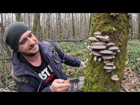 Видео: ГРИБНОЕ БЕЗУМИЕ В НОЯБРЕ!!! Грибники в шоке. Сбор грибов 2023