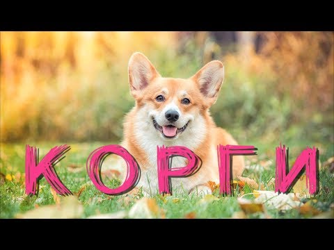 Видео: Все о породе Корги (Вельш Корги Пемброк/Кардиган)