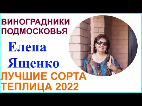 Видео: Виноградник Елены Ященко дер. Кузьминское Нарофоминский район. Лучшие сорта винограда в 2022 году.