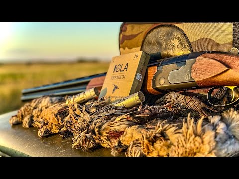 Видео: Охота на перепела с легавыми | Моя собака поймала перепела на лету!