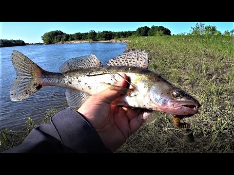 Видео: Ловля Судака на Спінінг. Клює на Джиг