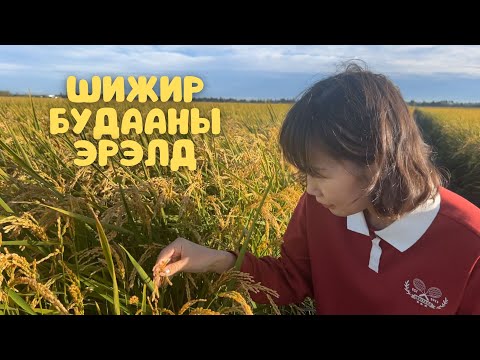 Видео: [Нөхрийн хоол] Шижир будааны эрэлд
