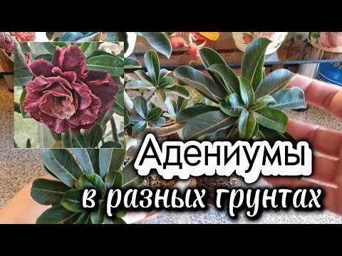 Видео: Влияние грунта на развитие Адениума. Пересадка двух Адениумов