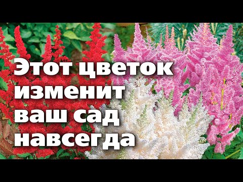 Видео: Секреты выращивания астильбы. Почему она должна быть в каждом саду