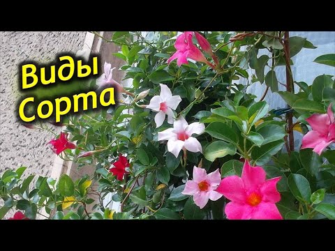 Видео: Виды и сорта Дипладении (Мандевиллы).