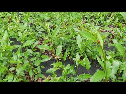 Видео: Вести с плантации 12 06 2020