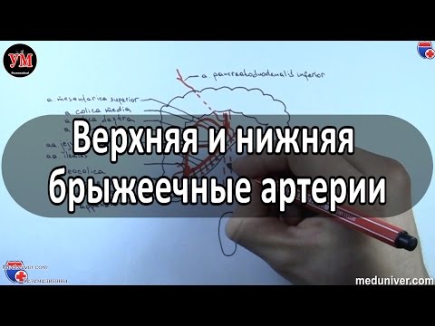 Видео: Верхняя и нижняя брыжеечные артерии - meduniver.com